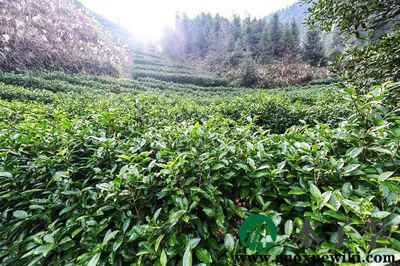 现实版生化危机（现实中的灾难：生物危机）